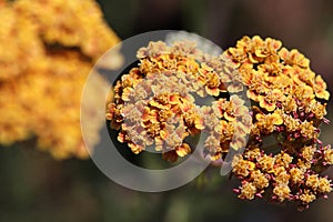 Macro side view of flowers on a Yarrow plant