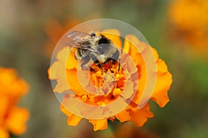 Macro side view of fluffy gray-black and striped bumblebee Bombus serrisquama on the orange inflorescence of marigold Tagetes ere