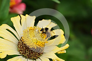 Macro side view of a gray-black Caucasian bumblebee Bombus serrisquama on a yellow flower Zinnia