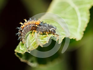 Awful hunter - ladybird larva