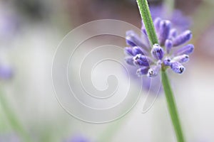 Macro side view of lavender growing in the garden