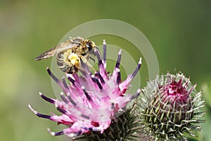 Macro side view of a light brown striped Caucasian bee Macropis