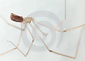 Long legs spider