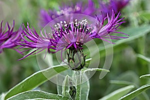 Macro side view of a purple knapweed flower