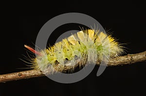 Yellow bushy caterpillar profile