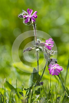 Macro of Silene dioica red campion marsh orchid flower