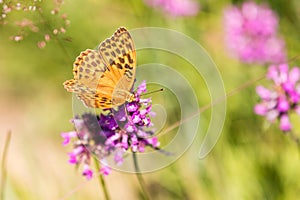 Macro of a Silver-washed fritillary on a common hedgenettle