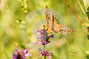 Macro of a Silver-washed fritillary on a common hedgenettle