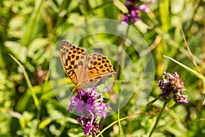 Macro of a Silver-washed fritillary on a  common hedgenettle