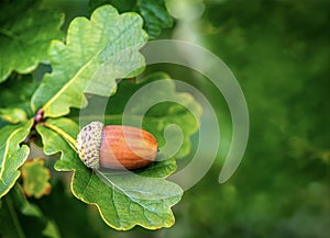Macro single acorn on an oak tree