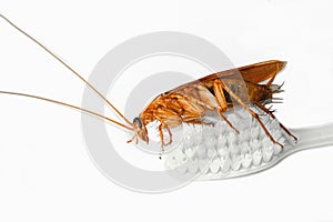 Macro single cockroach dirty animal climb body on soft toothbrush for searching food. long insect antennae on fauna head. isolated