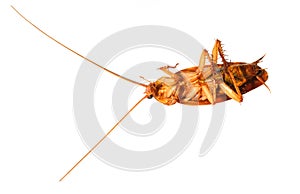 Macro single cockroach dirty animal supine dead. long insect antennae on fauna head. disgust and disease unhygiene leg isolated on