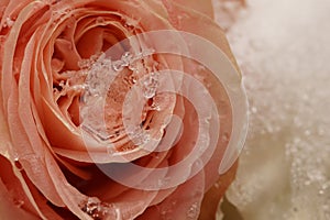 Macro on single frozen pink rose. Funeral arrangement covered in snow