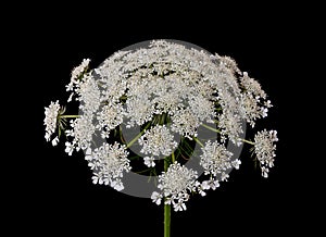 Macro of a single isolated green white wild carrot / daucus carota flower blossom