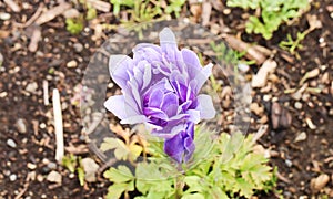 Macro of single little violet tulip at shibazakura festival , Ya