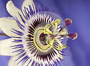 Macro of single passion flower