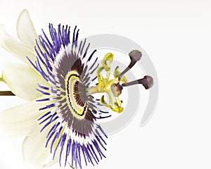 Macro of single passion flower