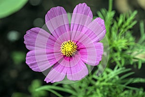 Macro of a single pink cosmos flower