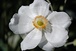 Macro of a Single Pure White Anemone Bloom