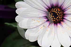 Macro of a single white and purple Aftican Daisy