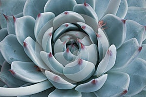 Macro sky blue Succulent Plant. Rosette of Echeveria with thick funny leaves, top view. Texture background. Nature