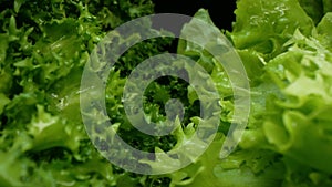 Macro slider footage of green salad, lettuce leaves. Fresh frisee or curly chicory background. Healthy organic vegan