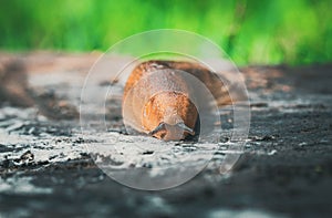 Macro of a slimy mollusk on a stone