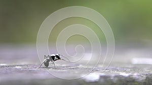 Macro slow motion of big black ant is eating a caterpillar in wild of forest