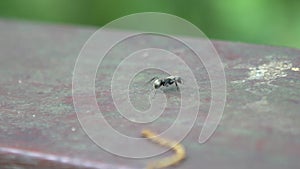 Macro slow motion of a big black ant walking in the wild of forest at Taiwan