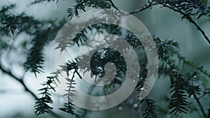 Macro Slow motion: An evergreen branch is pounded by rain in a heavy downpour