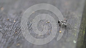 Macro slow motion two black ants having a serious battle against each other