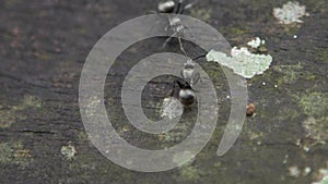 Macro slow motion two black ants having a serious battle against each other
