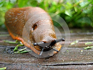 Macro of a Slug photo