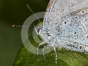 Macro of Small Blue Butterfly (Cupido minimus) photo