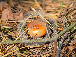 Macro of small brown poisonous mushroom toadstool