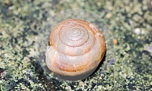 Macro of small brown Snaile