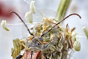 macro of small bug on the dandelion head