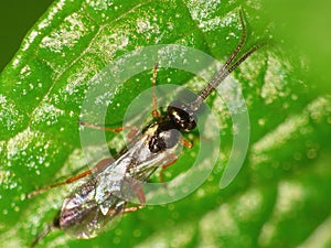 Macro of a small fly on a plant in the garden photo taken int he UK