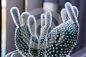 Macro Small Fuzzy Cactus Decoration