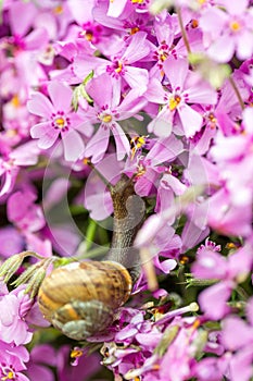 Macro of small garden snail eating whole ping flower bud