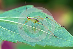 Macro of the small green Grasshopper stand on green leave,soft focus