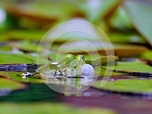 Courtshipping small waterfrog in a pond photo
