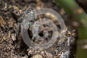 Macro of a Small Jumping Spider Hiding in the Soil