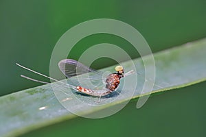 Macro of a small mayfly resting on a blade of grass.