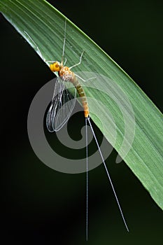 Butterfly mayfly.