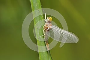 Butterfly mayfly.