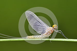 Butterfly mayfly.