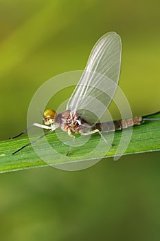 Butterfly mayfly.