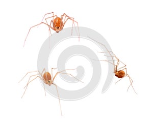 Macro of small orange colour arachnid, Spermophora senoculata the shortbodied cellar spider. Pholcidae.