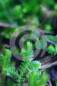 Macro of small plants in tropical area.